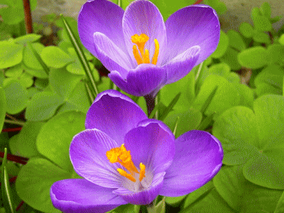 クロッカス　紫の花