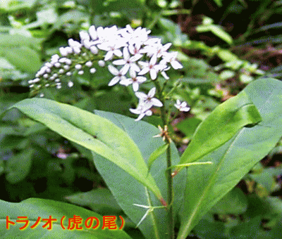 トラノオ（虎の尾）　白い花