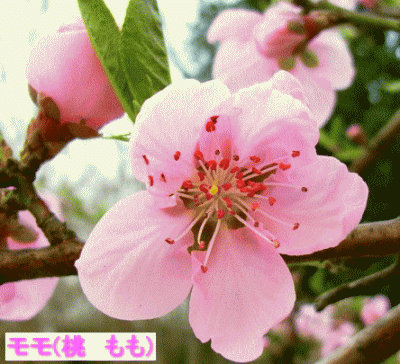 桃（もも）の花
