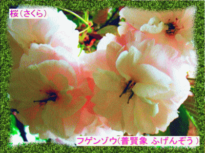 フゲンゾウ(普賢象 ふげんぞう) 桜（さくら）