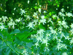 セントウソウ(仙洞草 せんとうそう)の群れ　白い花