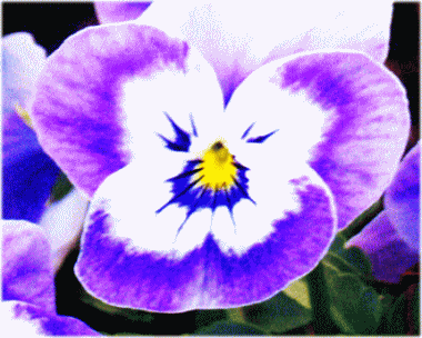 スミレ（菫 すみれ）　薄紫と白