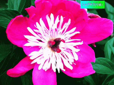 シャクヤク(芍薬 しゃくやく)　開花　赤紫