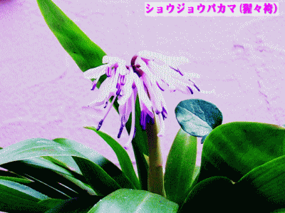 ショウジョウバカマ(猩々袴 しょうじょうばかま）薄ピンクの花