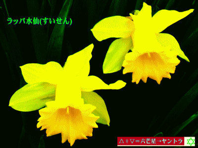 ラッパ水仙(すいせん)　黄色　六芒星のヤントラ