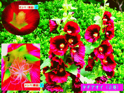 タチアオイ（立葵）   花柱のオシベ♂とメシベ♀の【時間による役割交代】