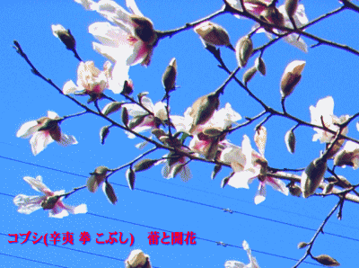 コブシ(辛夷 拳 こぶし)　蕾と開花 