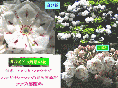 カルミア（アメリカシャクナゲ）　白い花 ツツジ(躑躅)科
