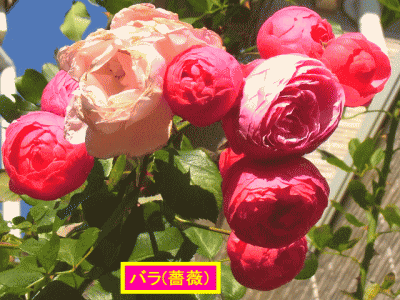 バラ(薔薇)　ピンク濃淡