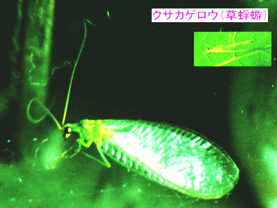 クサカゲロウ（草蜉蝣）の成虫、透明な羽と黄緑の胴体 